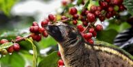 Vietnamese Luwak coffee: the most expensive coffee made from excrement