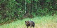 Caça ao urso: desde a abordagem, na aveia e outras táticas modernas Regras de caça ao urso na primavera